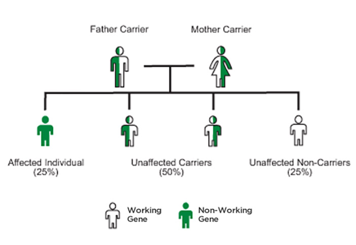 Being a carrier of a genetic disease means that even though you or your partner do not show symptoms, you can still pass that disease to your child. If you and your partner are both carriers of the same disease gene, each of your children has a 25% chance of being born with the disease itself.